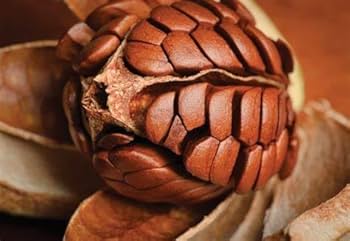 African Mahogany Seeds