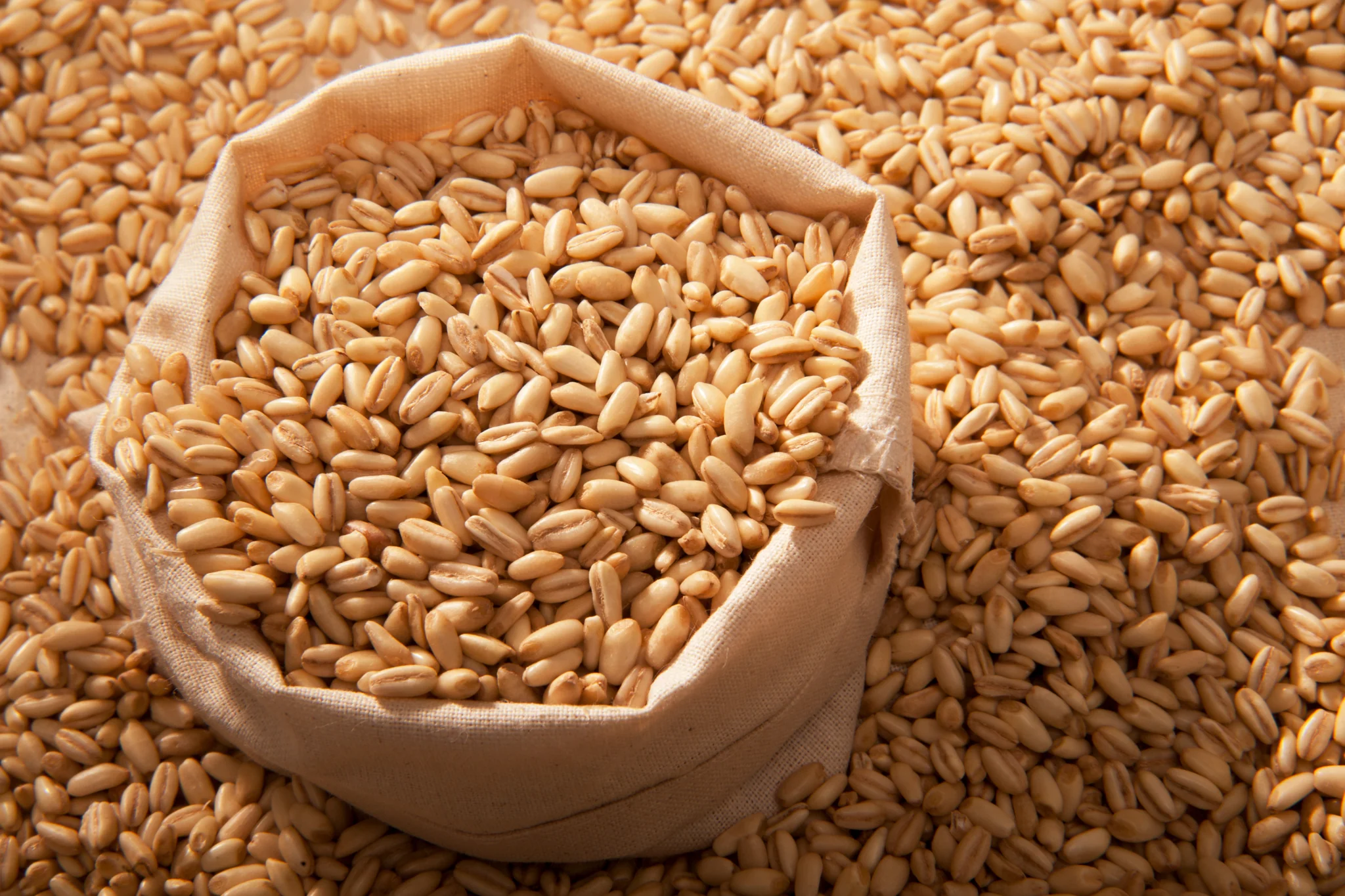 Fresh barley grains spilling from open burlap sack on scattered grain background for cereal commodity product photography