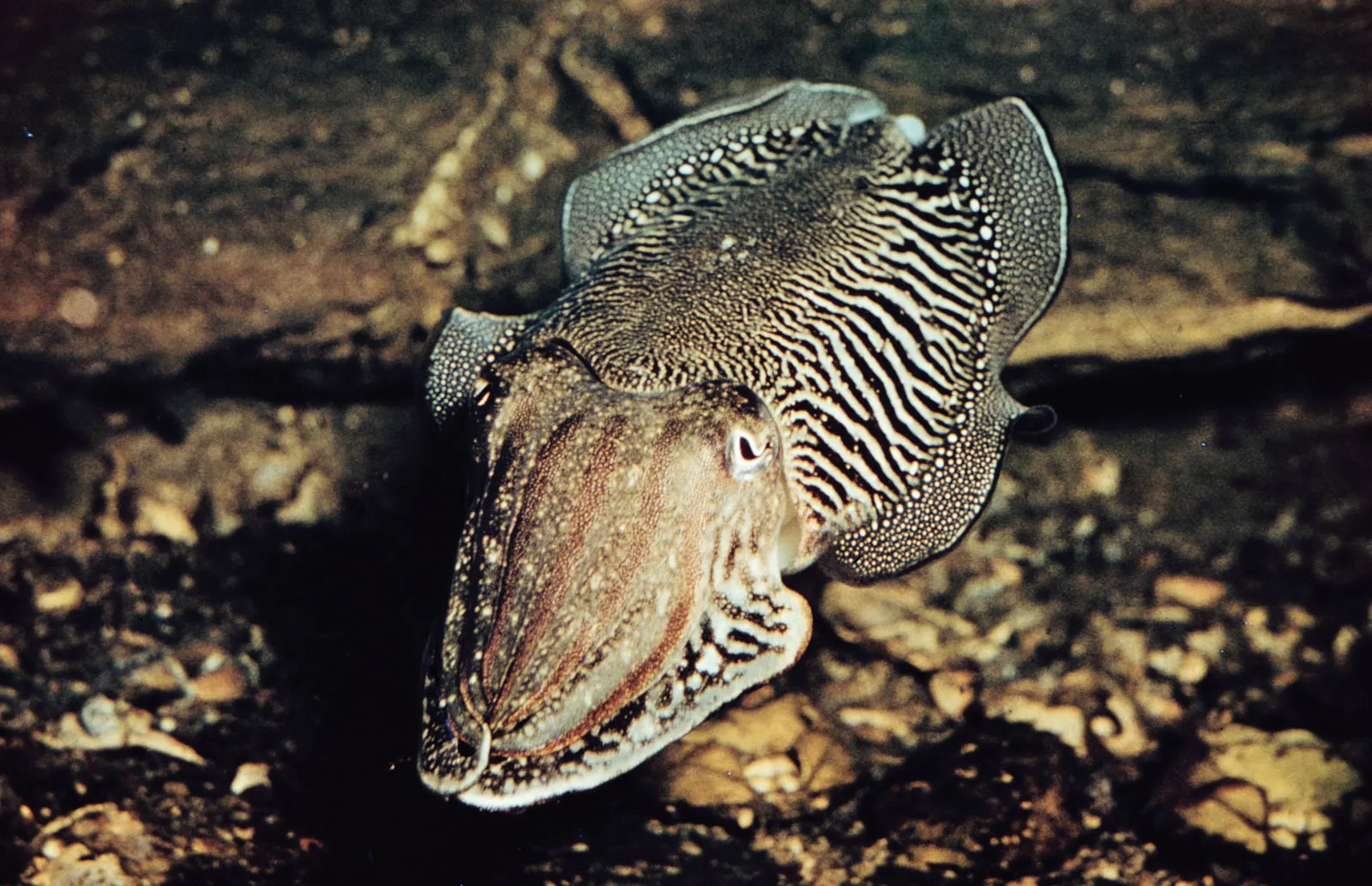 Live cuttlefish with striped patterned body swimming on rocky ocean floor for marine seafood product photography