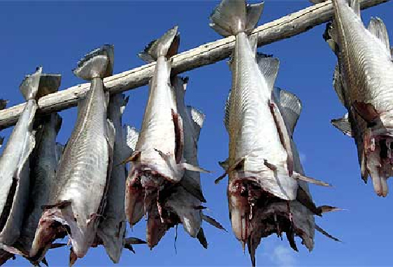 Dried stock fish hanging on wooden rack under blue sky for traditional air dried seafood commodity product photography