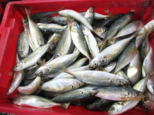 Fresh frozen mackerel fish packed in red plastic crate for wholesale seafood export commodity photography