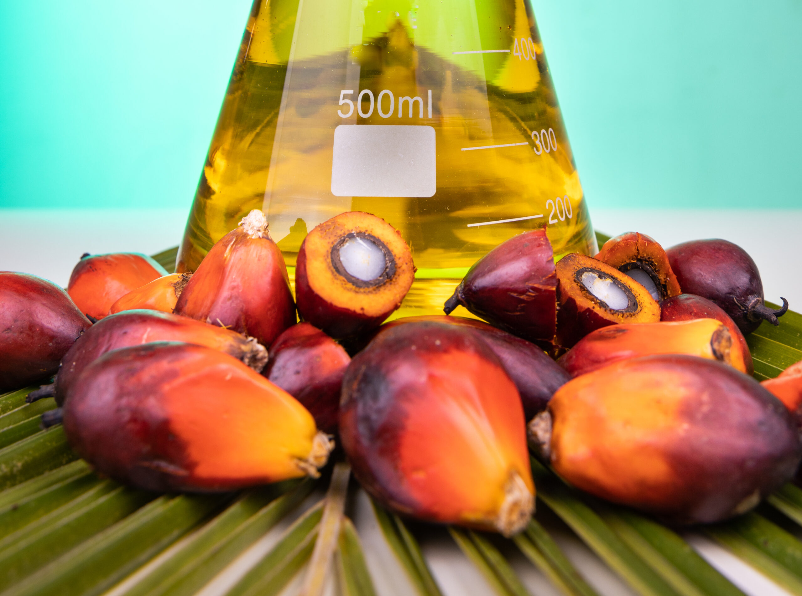 Fresh red oil palm fruits on green palm leaf with glass beaker of distilled palm oil for biofuel laboratory photography