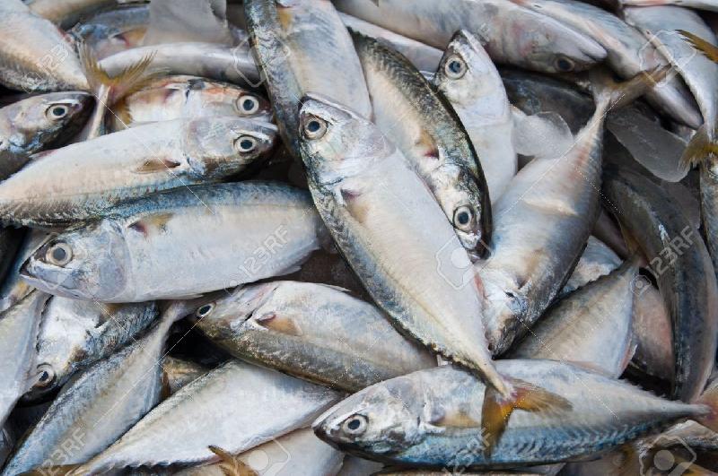 Pile of fresh whole silver sea fish catch at seafood market for wholesale fish export commodity photography