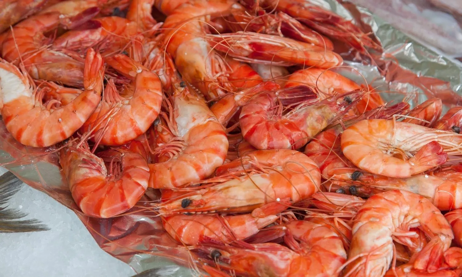 Fresh cooked whole shrimps and prawns piled on ice for seafood market product photography