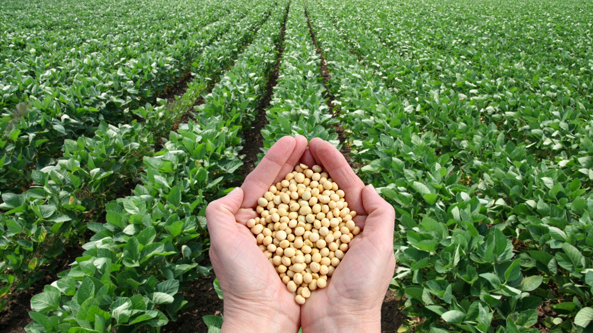Soya Beans