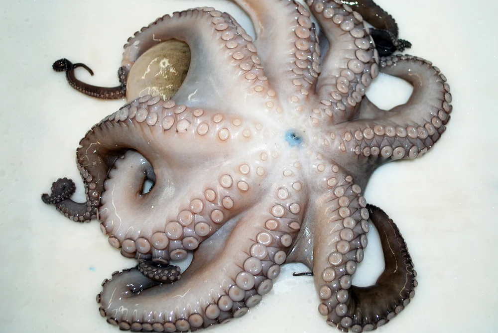 Fresh whole raw octopus with suction cup tentacles spread on white background for seafood product photography