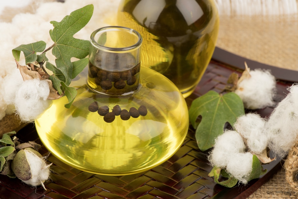 Glass bottles of golden cotton seed oil with raw cotton bolls and green leaves on dark wooden tray for natural oil product photography