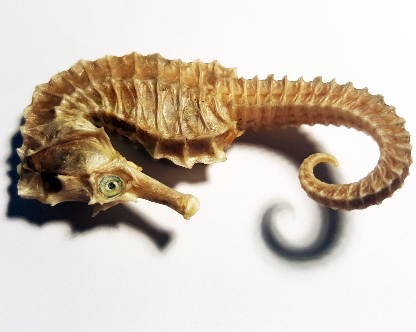 dried seahorse