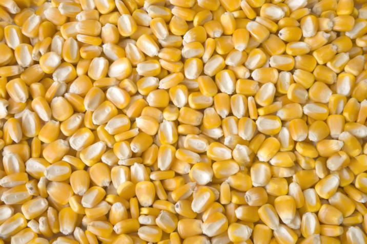 Yellow corn kernels close-up high quality maize grains