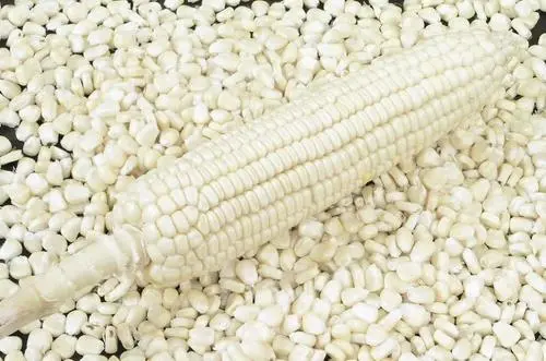white-corn